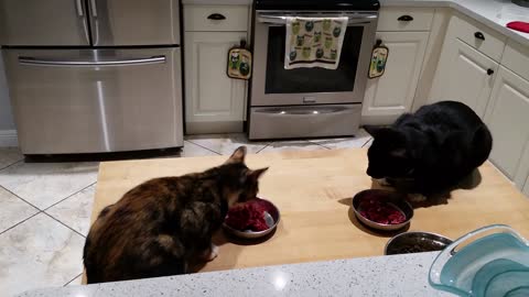 Do cats prefer raw meat or kibble!