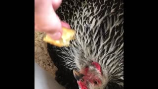 Chicken eats French Fries