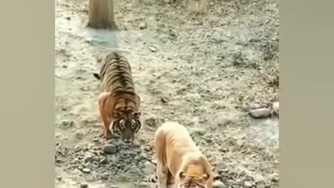 Funny Tigers Video for