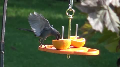 Gray Catbird 05-2021