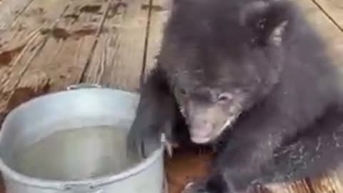Very Cute Baby Bear Playing In The Water