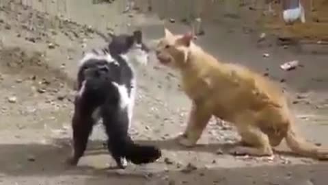 Fierce fighting Battle Street fight cats