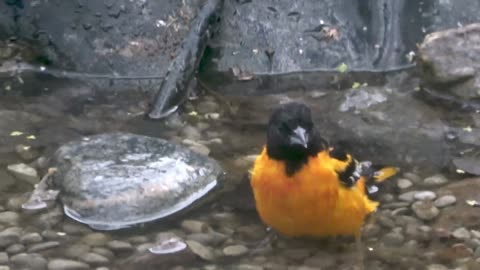 Stunningly colored oriole enjoys bath in backyard pond-(1080p)