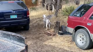 Doggy Has Nervous Encounter With Deer