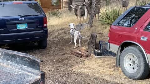 Doggy Has Nervous Encounter With Deer