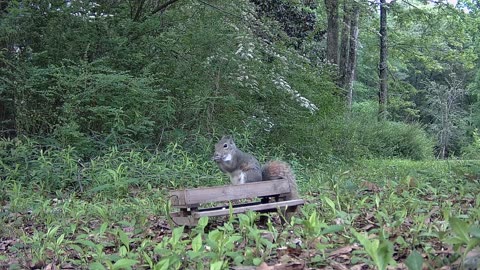 Cute Squirrel eating