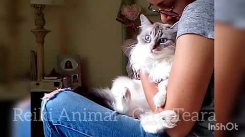 Reiki on pets Azores