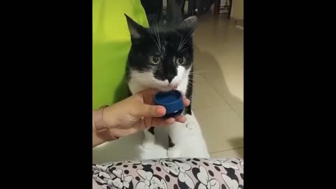 Funny cat with flexible tongue