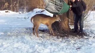 Deer stuck in hammock