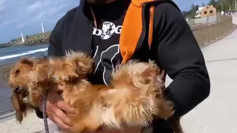 Dachshund has to get carried like a baby on his walks