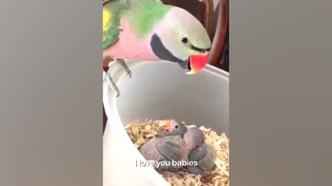 Cute Parrot Bathing Smart And Funny Parrot Video Parrot Talking