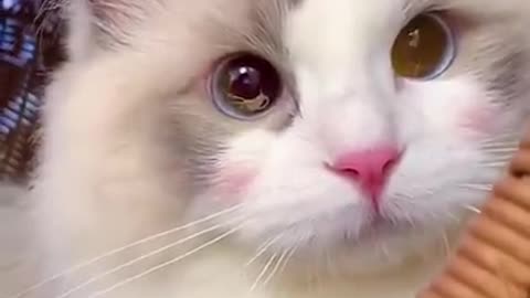 Aww Cute Cats Videos #catmeow Funny Animals Compilation😹 Try Not To Laugh Challenge MV59