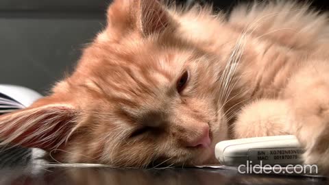 A cute cat is hearing music and falls asleep