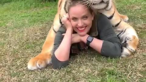 tiger protecting human