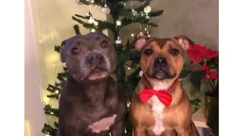 Traitorous dog rats out buddy who stole candy from Christmas tree
