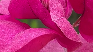 Bright fuchsia bougainvillea blooms closeup