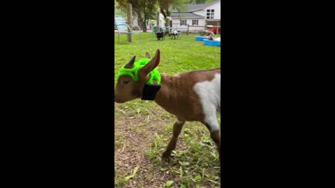 We 3D-printed this helmet for a goat with a hole in his skull!