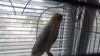 Parrot Karella, laughs every morning