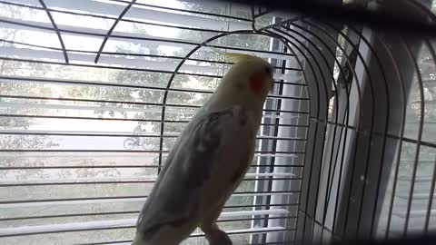 Parrot Karella, laughs every morning