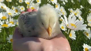 Close Up Video of a Person Holding a Chick