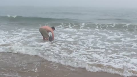 Young man rescues a stranded dolphin