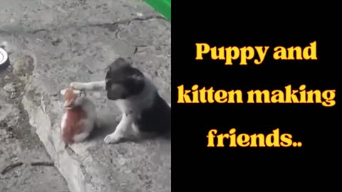 PUPPY AND KITTEN MAKING FRIENDS