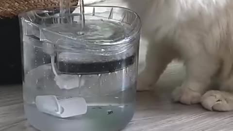Auto Drinking Fountain For Cats