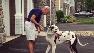Great Dane Gives Owner A Great Hug