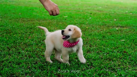 Adorable Golden Retriever Puppy Plays Fetch | Zara's Vlog
