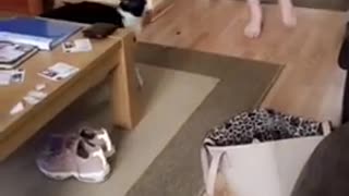 Cat Pounces at Human Who Just Needs to Use the Restroom