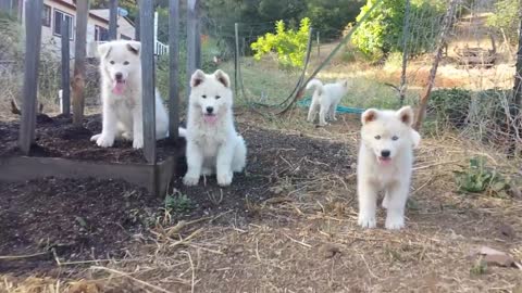 Adorable Invasion of Husky Puppies