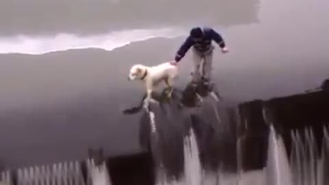 Man Helps A Dog That Is In Great Danger