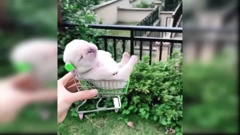 Best Funny and Cute Dog Videos 2020 - Funny Animal Videos Compilation 2020