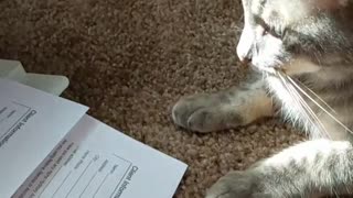 Cat is afraid of printer