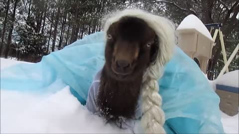 goat dresses up as elsa from "frozen" - goat dressed up like elsa! (frozen)