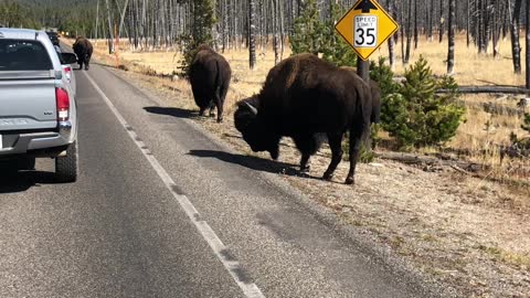 Bison holding up traffic in Yellowstone