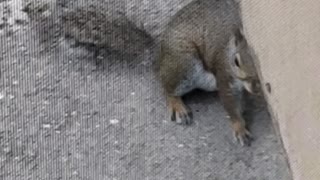 Squirrel being neighborly