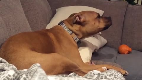 Dog howls every morning to same alarm clock tune