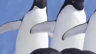 Penguins on Ice