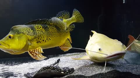Platinum Red Tail Catfish in Aquarium