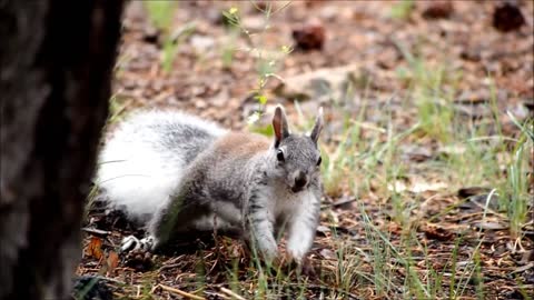 squirrel squirrel 2