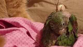 Rescued Kitty and Parrot Play Together
