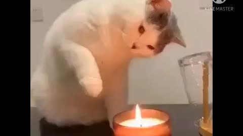 Cat play with flame
