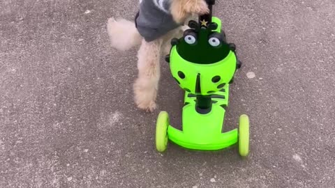 Toy Poodle Rides a Scooter