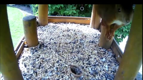 Red Squirrel decides that my bird feeder camera requires readjustment, NDS DE