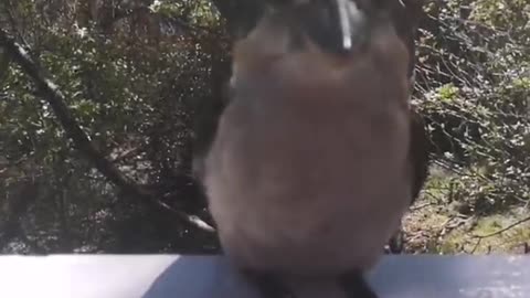 Wild Kookaburra Comes for Daily Feed