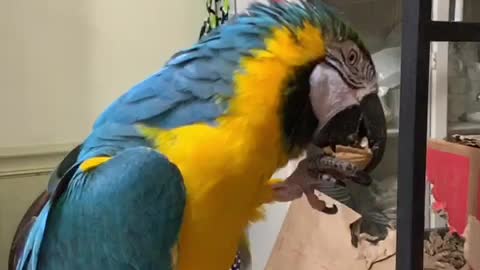 Parrot tongue action in slow motion