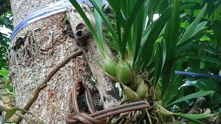 Orchid Flowers That Live On Trees