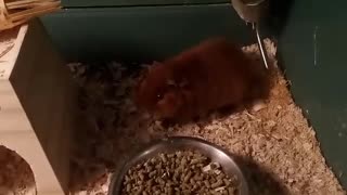 Cute little brown guinea pig