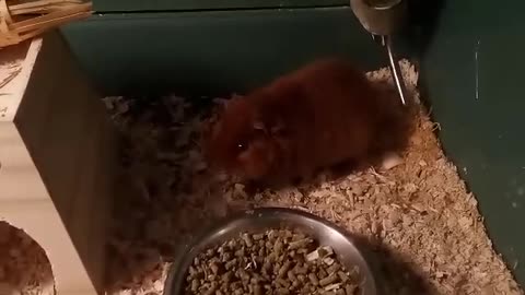 Cute little brown guinea pig